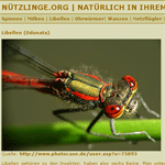 Informationen &uuml;ber N&uuml;tzlinge im Garten